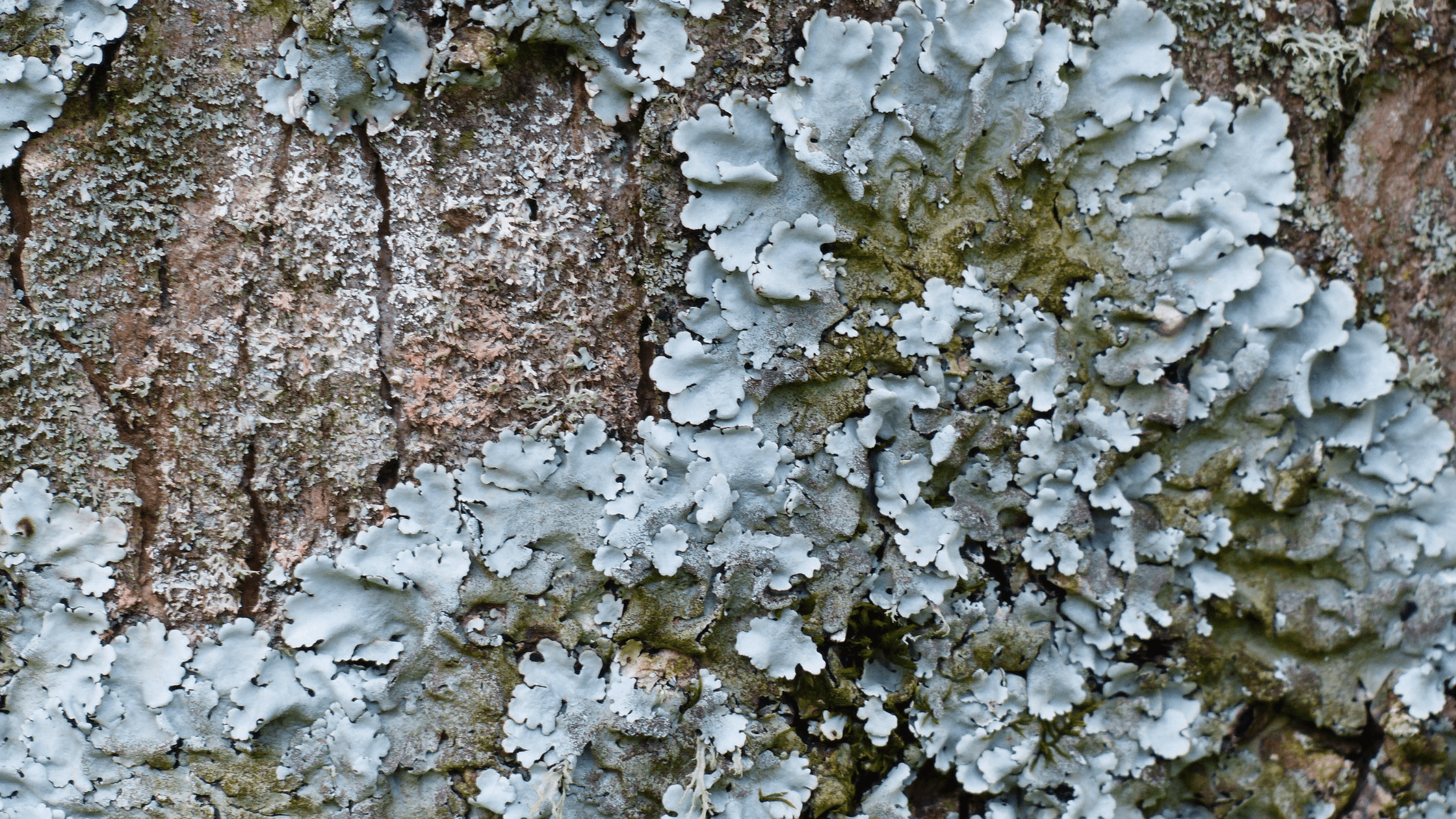 Lichen 4