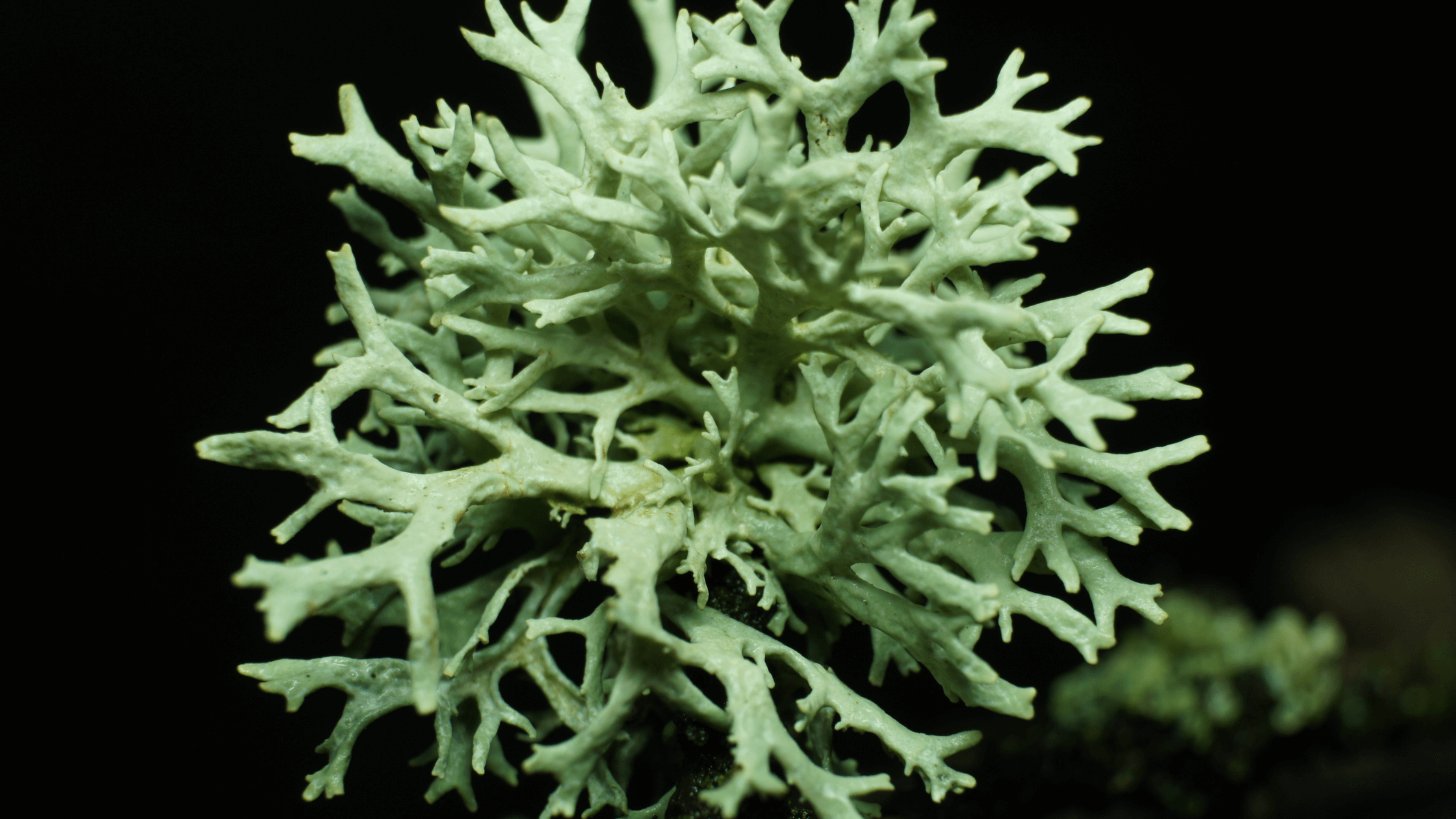 Lichen growth