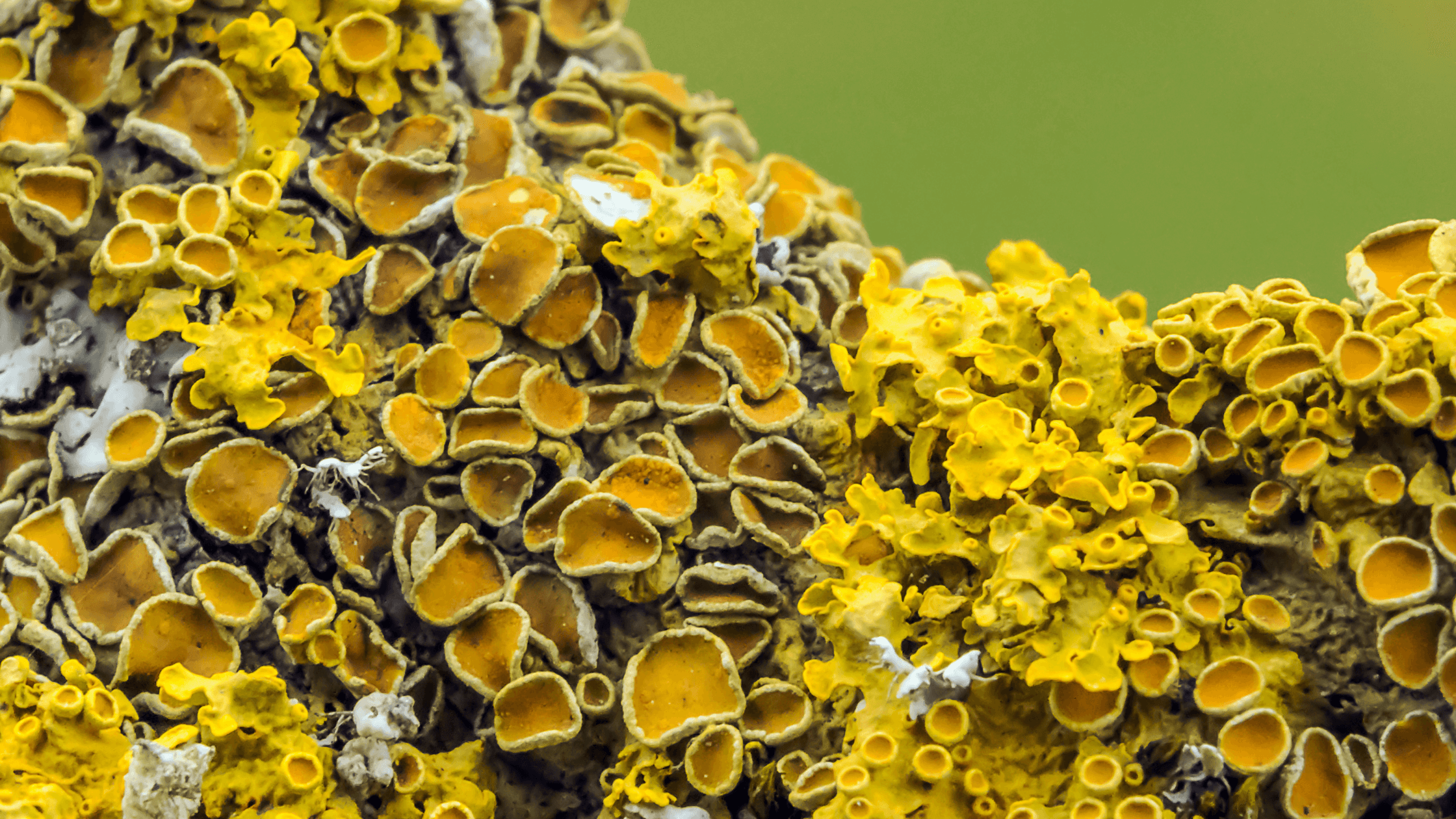 Lichen 6