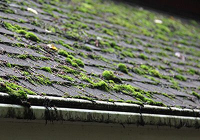 Mould and Algae