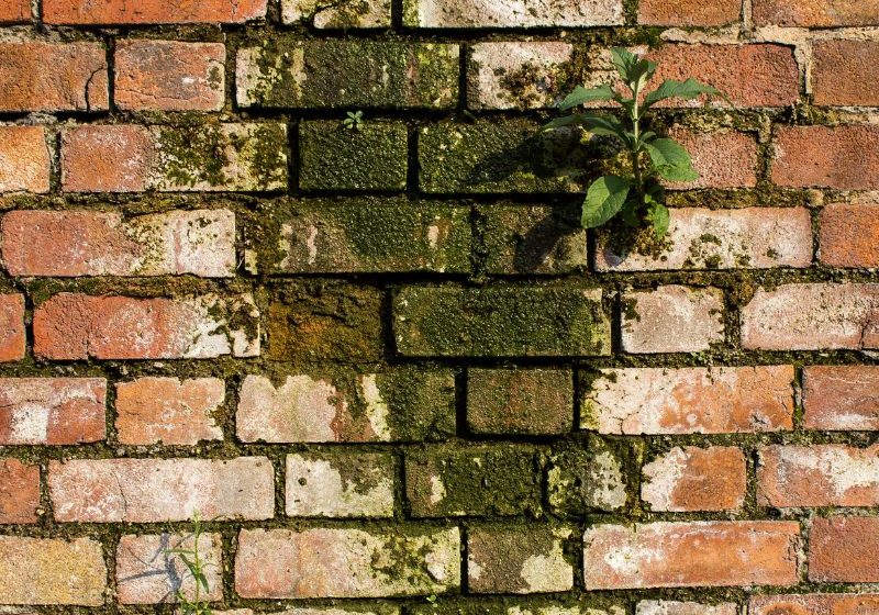 mould on brickwork